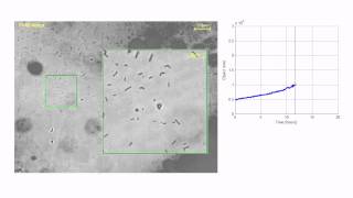 Growth of Lactobacillus monitored by oCelloScope