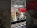 Life for Hamsters in Pet Stores