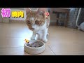 初焼肉に戸惑う猫「ニャンだコレ?」【すず/コテツ】