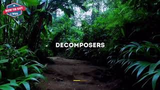Ecosystems and Food Webs - Decomposers - Science Educational Videos for Elementary Students