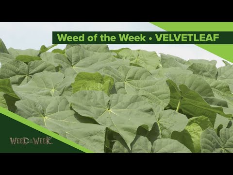 Video: Velvetleaf Ukrudtsbekæmpelse - Sådan slipper du af med fløjlsbladsplanter