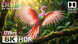 Unbelievable 4K Video ULTRA HD Nature Animals | BEST HDR OLED Dolby Vision 120FPS (8K/4K TV)