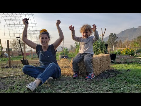 Video: Plantar papas en una trinchera: usar el método de la trinchera y el cerro para papas