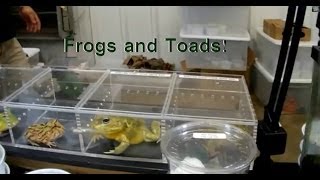 Frogs And Toads Tomato, Poison Dart, African Giant Pixie, Blue Dumpy, More