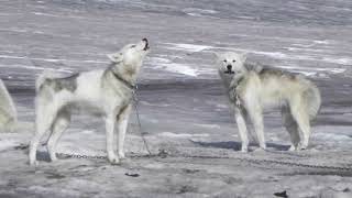 Demo. Piano composition 5: Title: Running with Wolves.