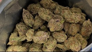 SHM🔥🍦🌈RAINBOW GELATO 14oz🌈🍦🔥HelloMary!!🔥Thca-Review! @ShopHelloMaryOfficial