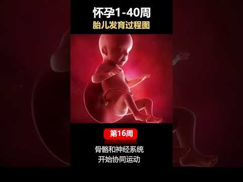 👶✨ 孕期奇妙旅程：胎宝宝每周成长概览 👶✨