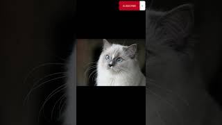 The Diversity of Ragdoll Cat Coat Colors