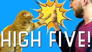 Teach your cat how to give high five