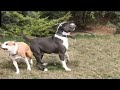 Летающая собака Бэр. Американский Стаффордширский терьер. American Staffordshire Terrier.