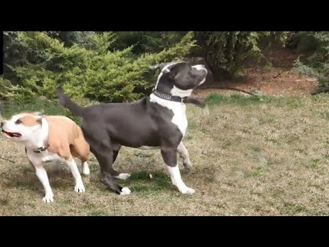 Video: Ինչպես դաստիարակել Staffordshire Terrier- ը