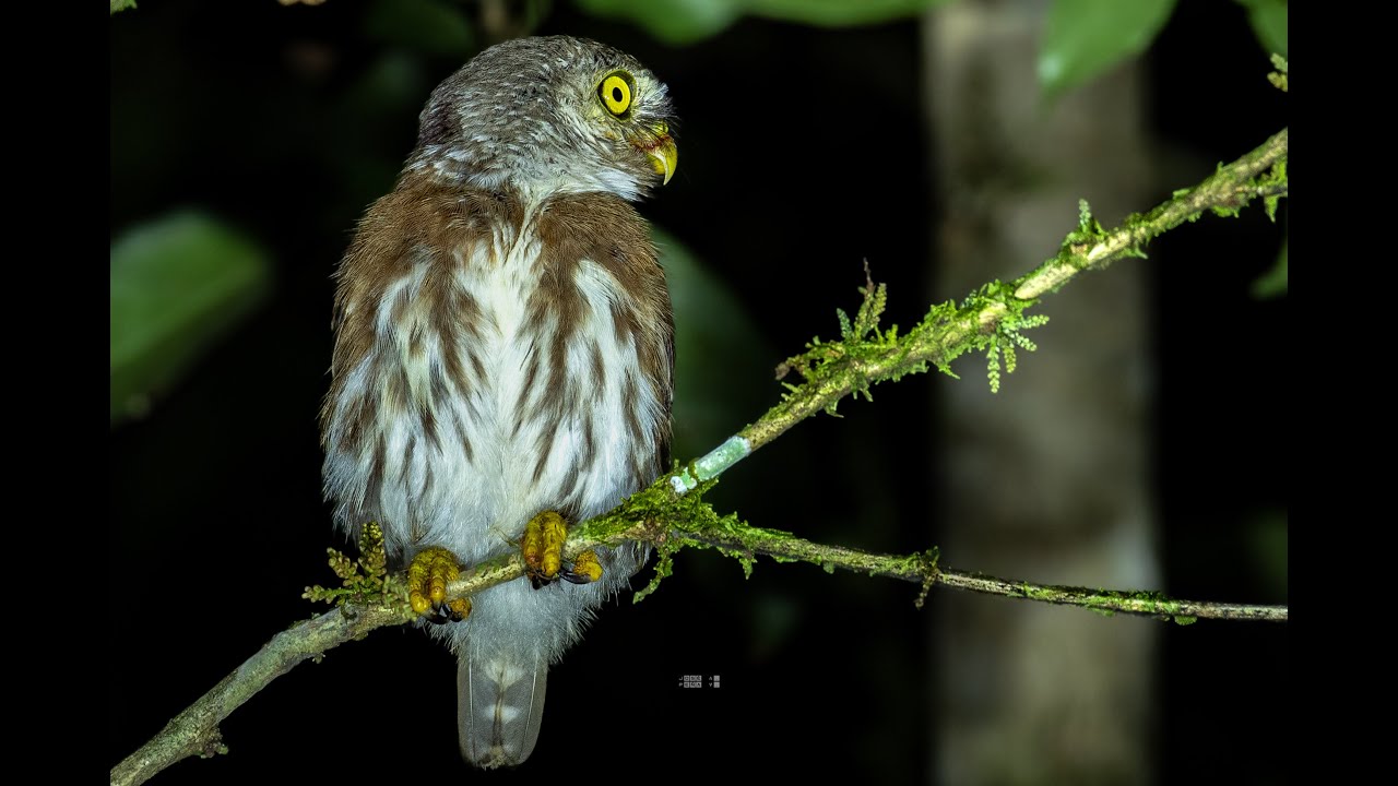 Central American Pygmy Owl - Costa Rica