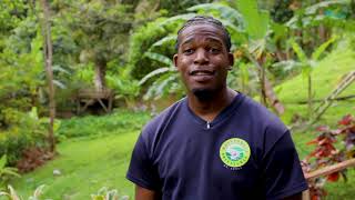 Rainforest Aerial Tram | Shore Excursion | NCL