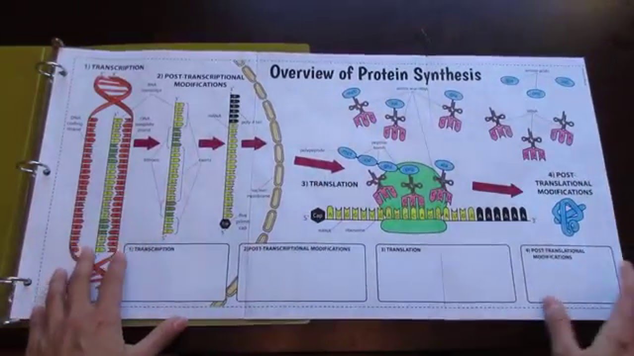 Big Protein Synthesis Foldable By Tangstar Science Biology Interactive Notebook Teaching Biology Biology Classroom