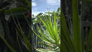 Dragon Fruit Back of Plant Today #shorts #dragonfruit #plant #food