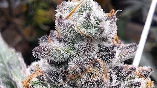 Exotic Grow Video #1 Strain Watch This Now ! (Tropical RUNTZ) (Sangria Slushy) @strainmob4507