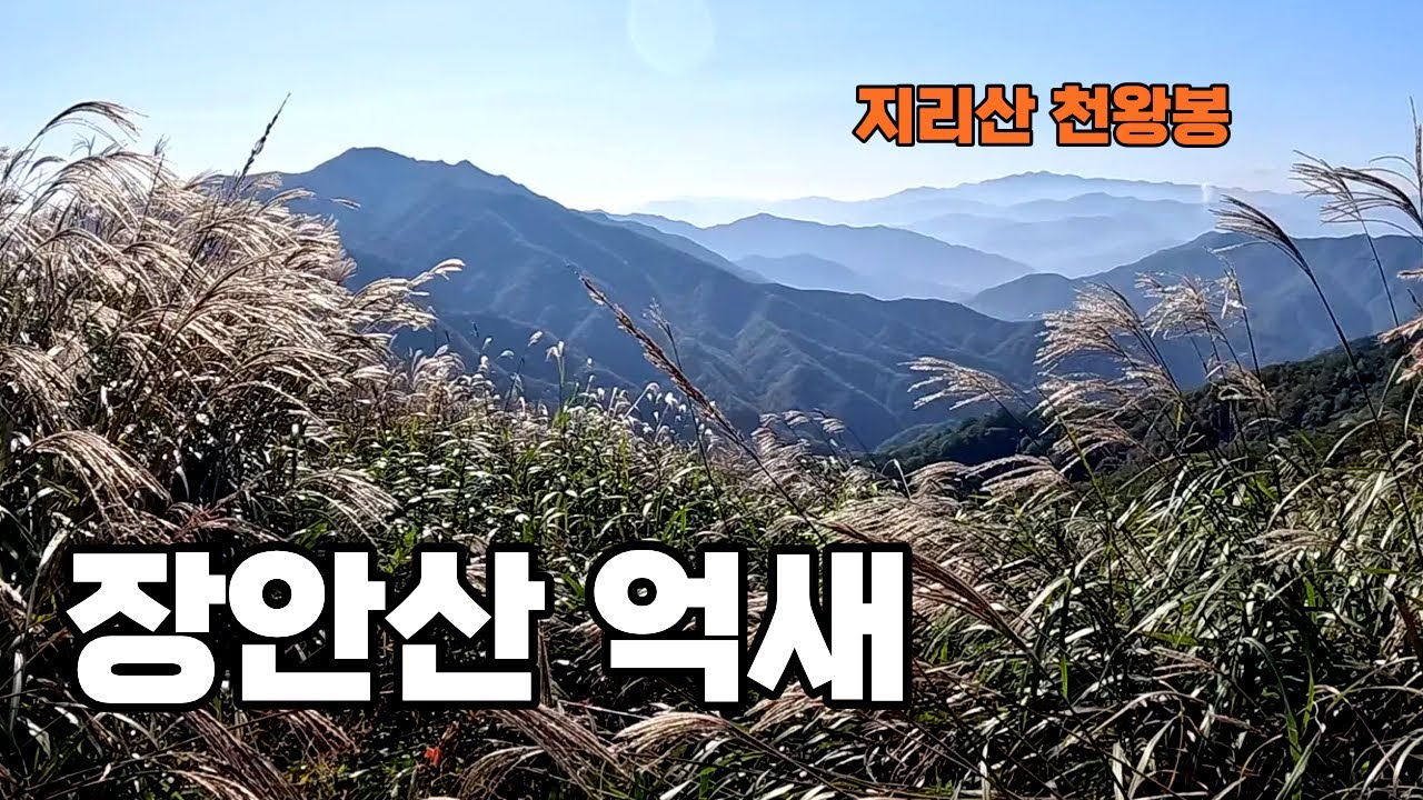 장안산 등산코스 _ 유순해서 걷기 좋은 장안산 억새산행 _ 100대 명산