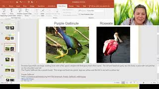 What is the Everglades: Compare 2 Animals Using Venn Diagram