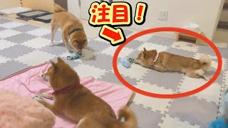3匹の柴犬に、まったく同じ玩具を与えたら、とんでもない爆笑の結末になりました。