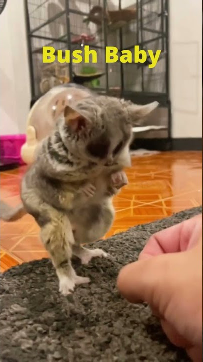 Bush Baby plays #shorts