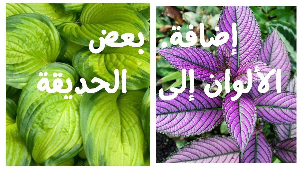 زراعة نباتات محبة للظل planting shade-loving plants - Hosta - Strobilanthes dyerianus