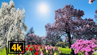 🇺🇸 USA Spring Walking Tour 2024।Washington Park Albany NY। #spring #scenic_views #4kwalking