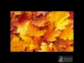 اصفرت اوراق الشجر في فصل الخريف mp3