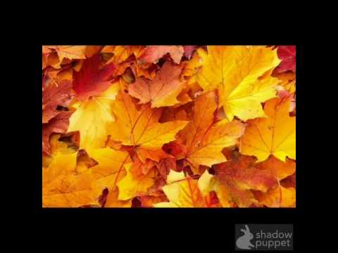 اصفرت اوراق الشجر في فصل الخريف 