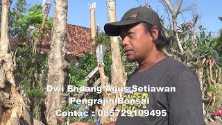 Tutorial cara membuat Dan membentuk Bonsai Pohon Pule