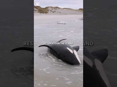 Video: Whale Watch z Orknejí