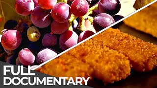 The WAY of our FOOD | Food Production Processes | Free Documentary