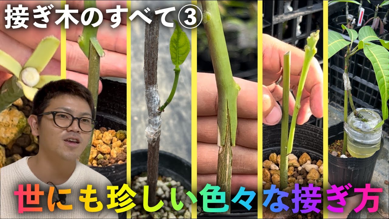 接ぎ木のすべて ③】あっと驚く色々な接ぎ木の方法！ - YouTube