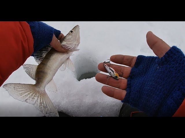 Ловля судака на вибы (цикады) ловля плотвы на мормышку. Щука на жерлицы.