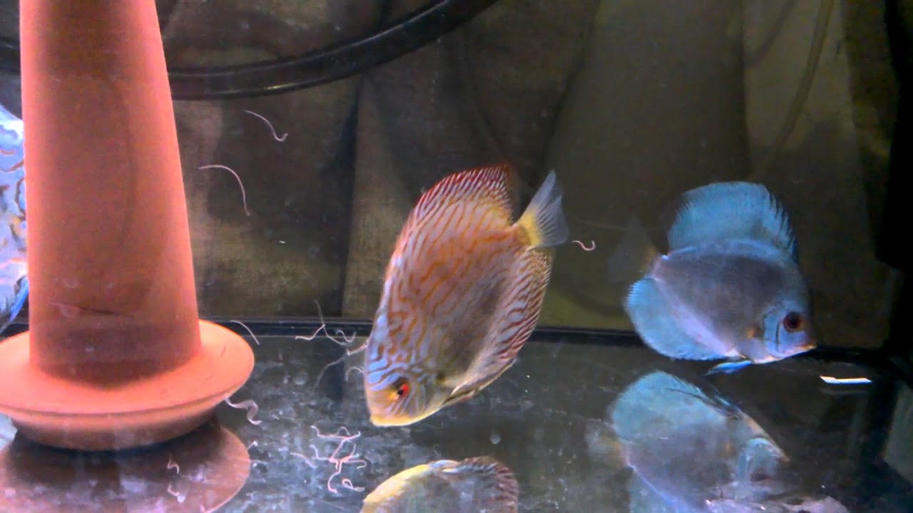 Discus Eating Discus eating live blackworms - YouTube