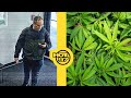 Brown University Shooting Suspect Found Dead + Trump Reclassifies Marijuana Policy