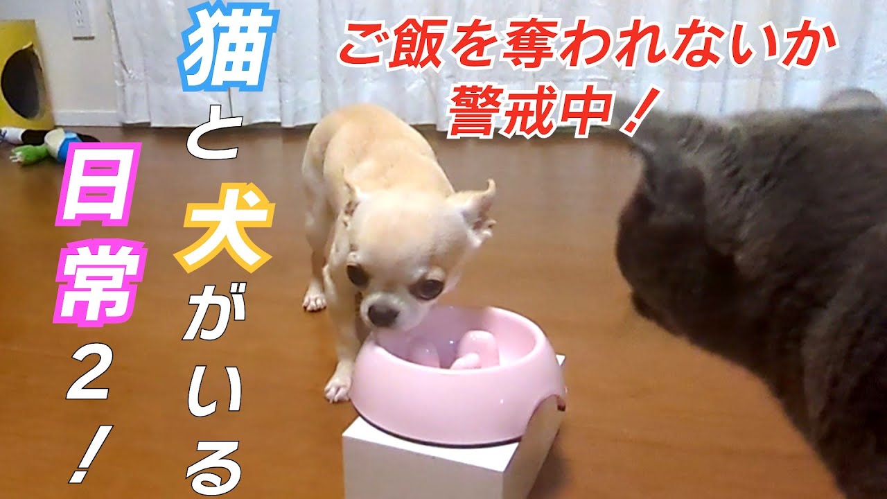 【猫と犬のいる日常2】【ロシアンブルー×トンキニーズ×チワワ】ご飯は待ちきれない＆取られまいと威嚇の日々（#139 ）