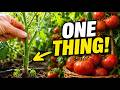 Tomatoes In June Need Only ONE Thing (And Ninety Percent Of Gardeners Ignore This Secret!)