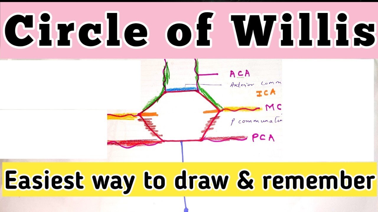 Circle Of Willis | How to draw and easily remember | Brain blood supply ...