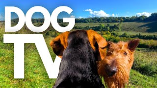 GoPro DogTV | 10hrs of Serene Virtual Dog Walks Through Relaxing Country Parks 🐾🌳 Dog POV