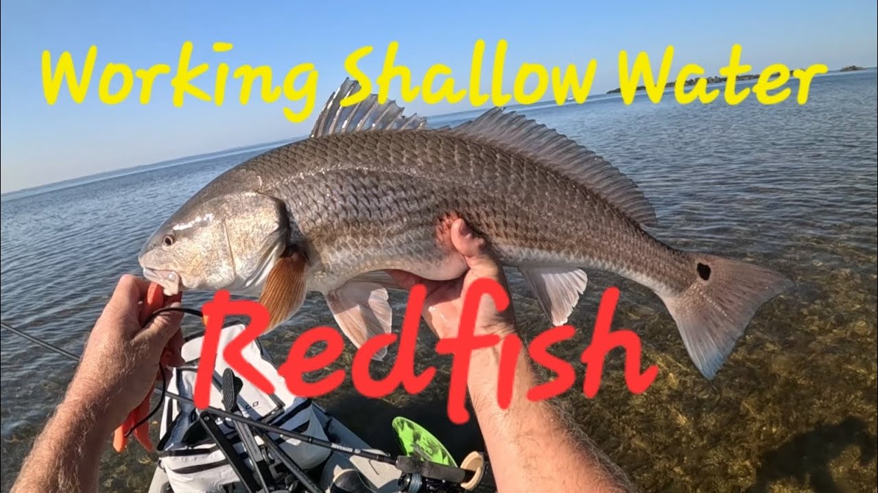 [Двойной удар] Ловля красноперых окуней на мелководье, рыбалка на байдарке Hobie в соленой воде, ...