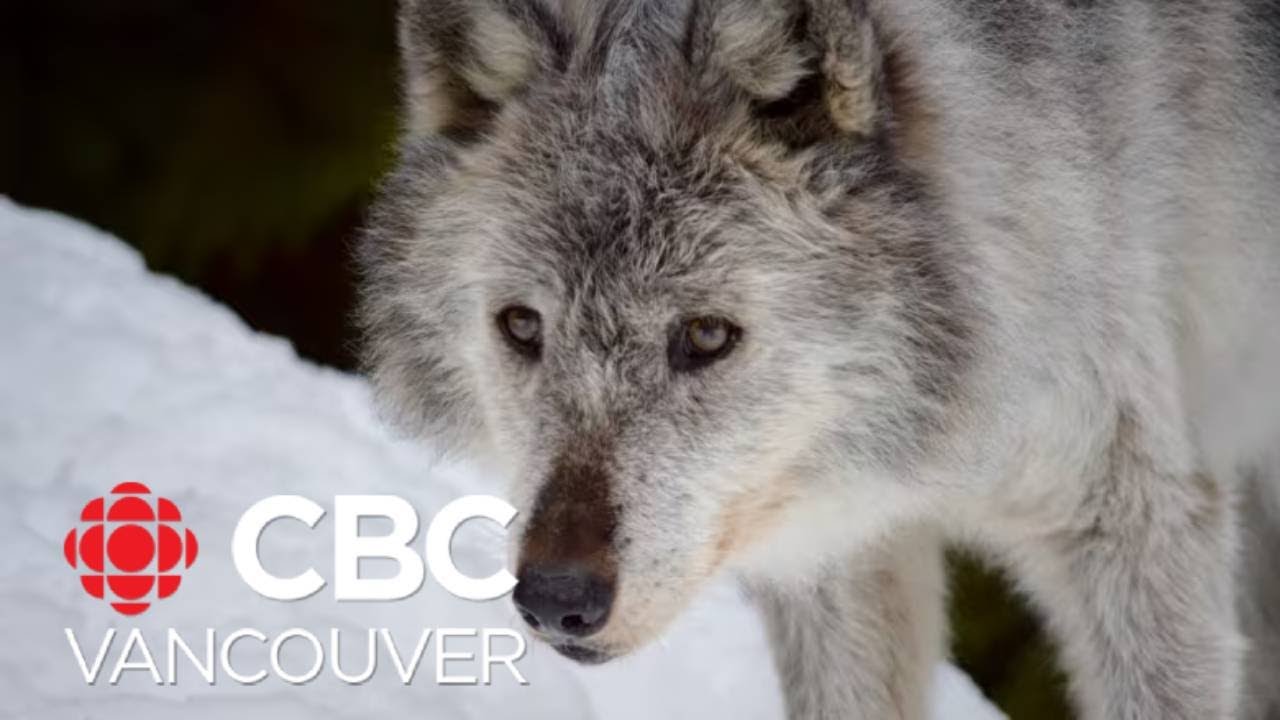 FOI documents reveal B.C. government spent $10M wolf cull - YouTube
