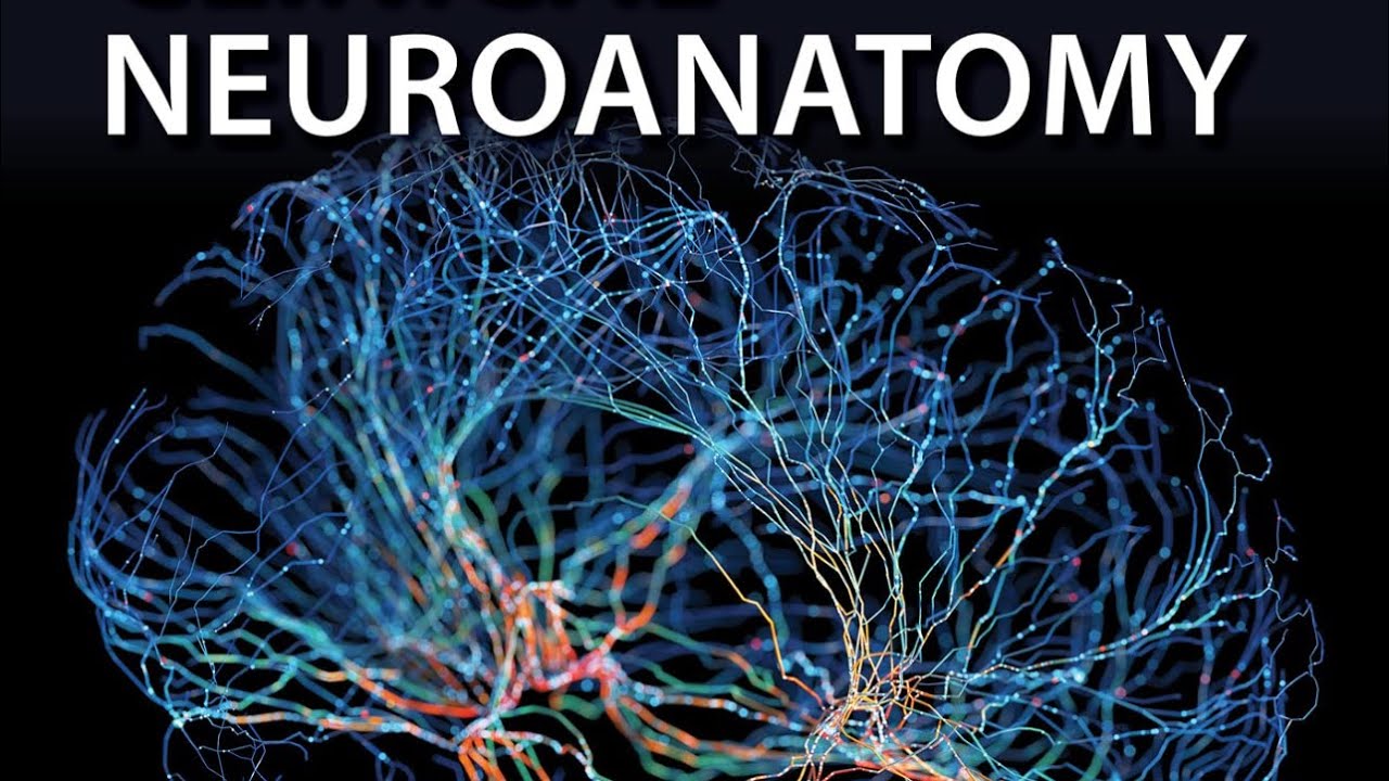 Neuroanatomy- Lecture 1 - YouTube