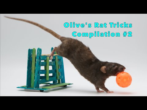 Olive's Trick Compilation Part 2!