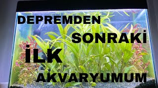 ORMAN GİBİ AKVARYUM KURDUM !!