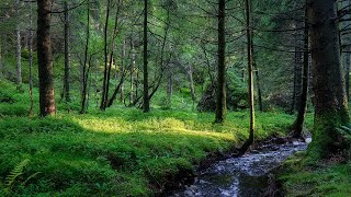 Relaxing Music with Nature Sounds, Forest Music, Sleep Music, Meditation Music 2301