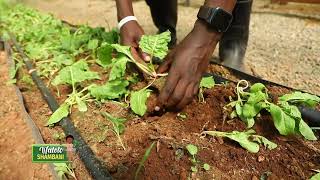 Beacon Of Hope School Kids Learn How To Grow Spinach