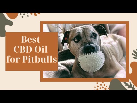 The Future of CBD and Anxiety: What Research is Telling Us