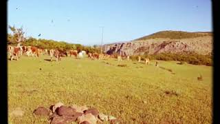 Warê Hesenî