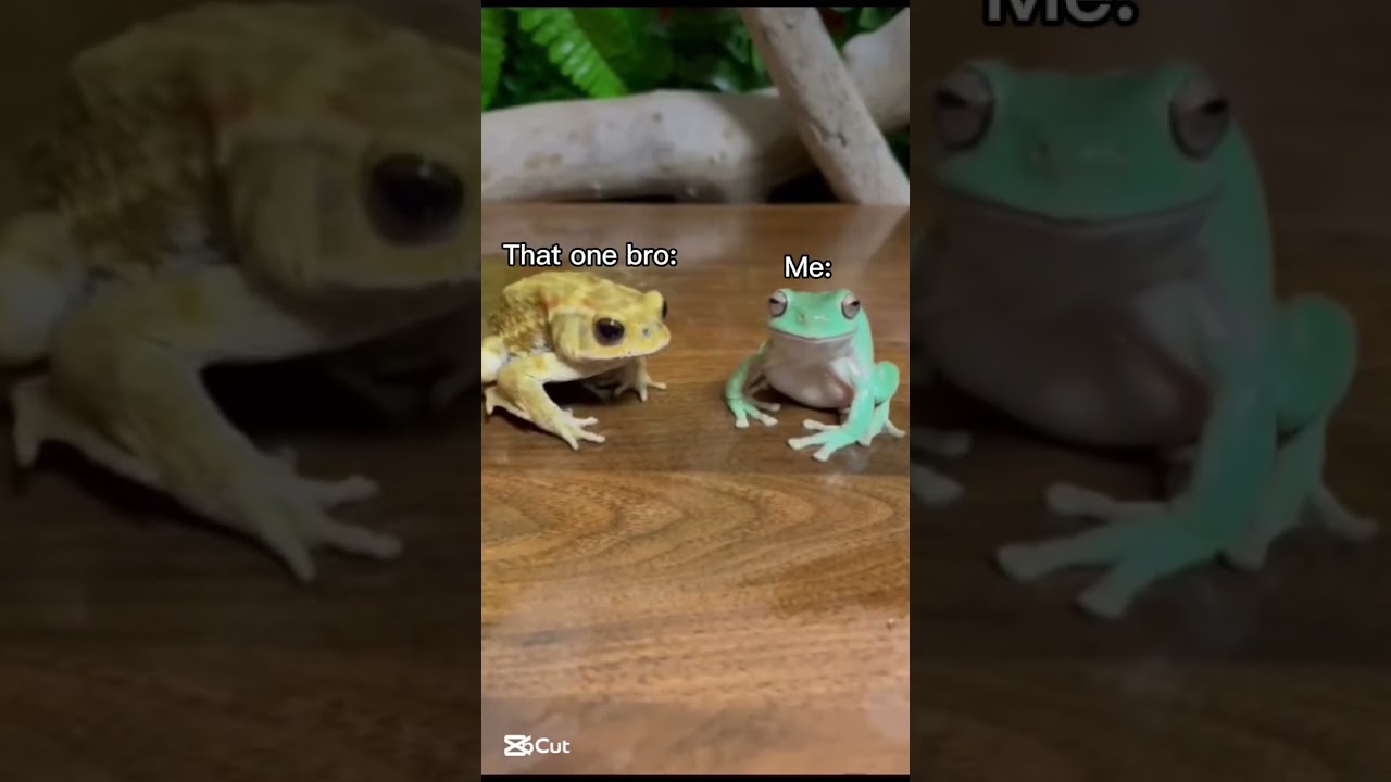 #frog