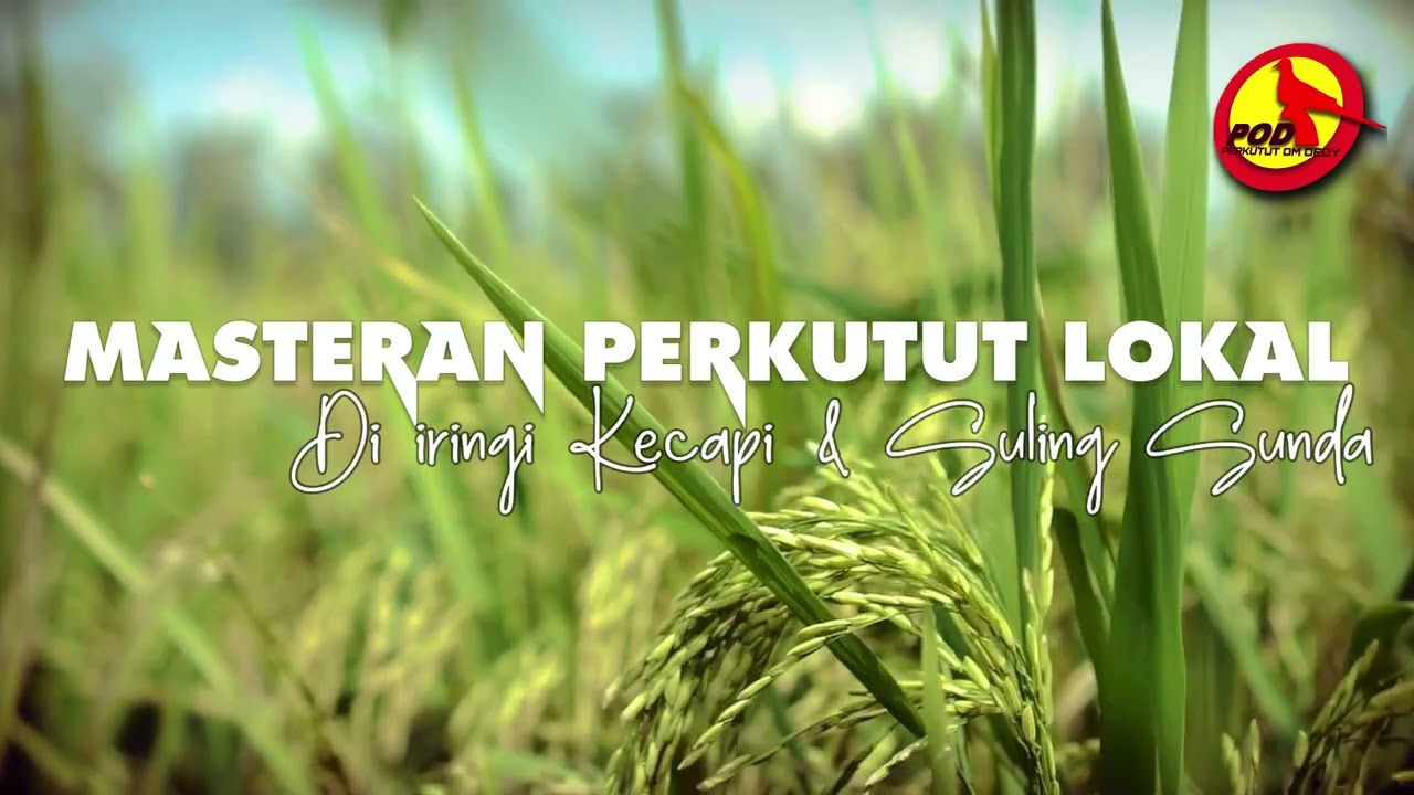Masteran Perkutut Lokal Di iringi Suling dan Kecapi Sunda, Mendengarnya Terbawa Ilusi Masa Lalu.